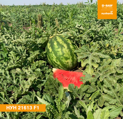 НУН 21613 F1 семена арбуза (Nunhems / Нюнемс)
