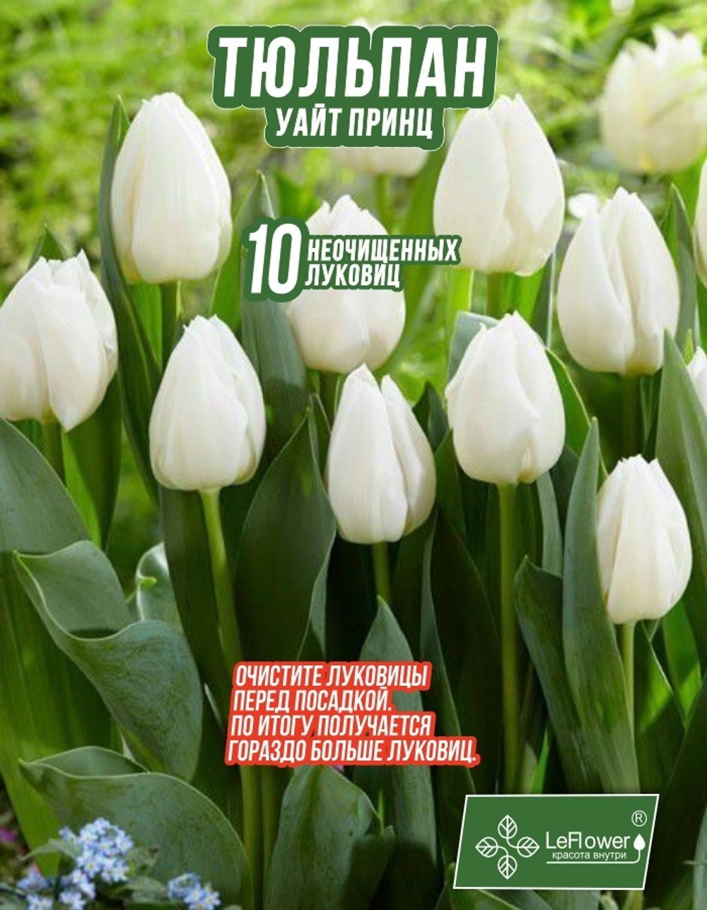 Тюльпан Луковица, Уайт Принц, 10шт