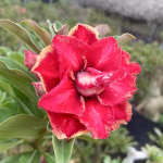 Адениум обесум 354 Hoàng Ân