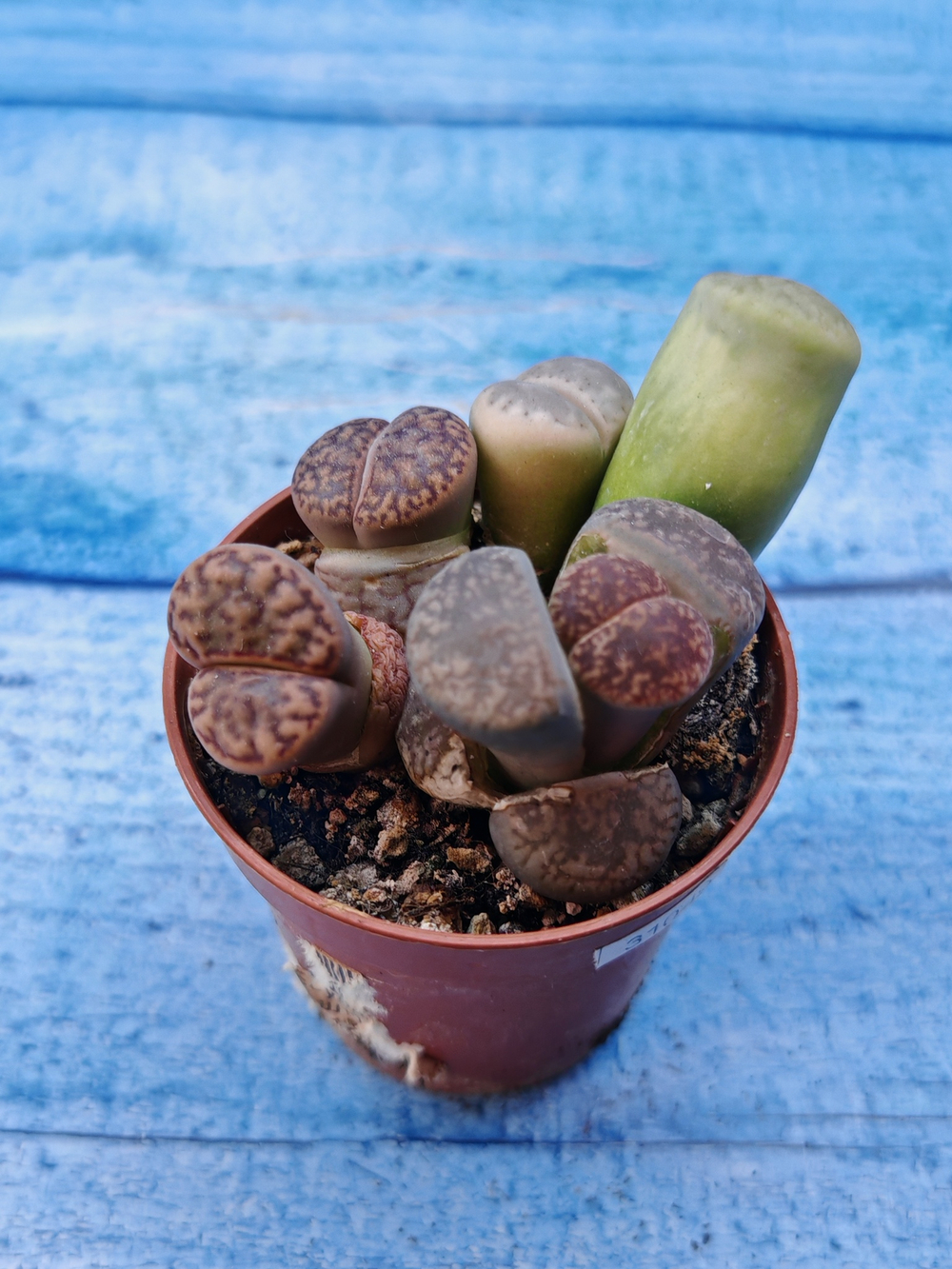 Lithops sp. (Литопсы)