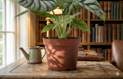 Gemini_Generated_Image_bgbnt5bgbnt5bgbn