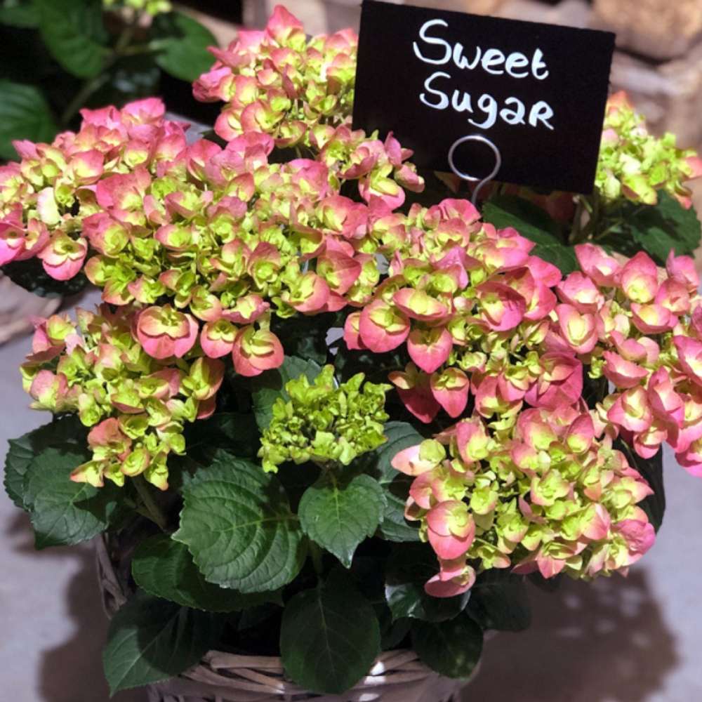 Hi Sweet Sugar (Хай Свит Шуга)