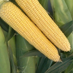 Мирза F1 семена кукурузы (May Seed / Мэй Сид)