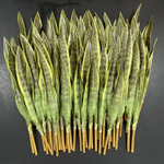 Сансевиерия 69 см