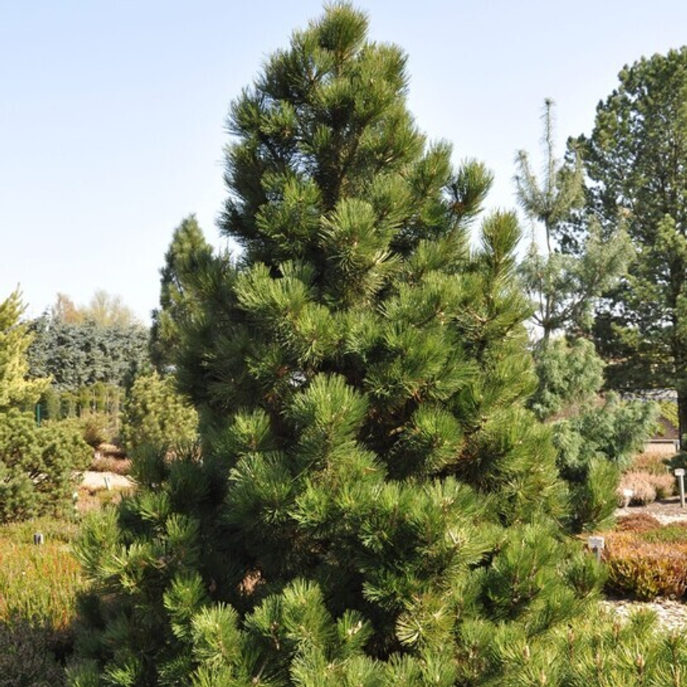 Cосна pinus leucodermis Malinkii