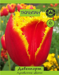 Тюльпан Луковица, Давенпорт, 6 шт