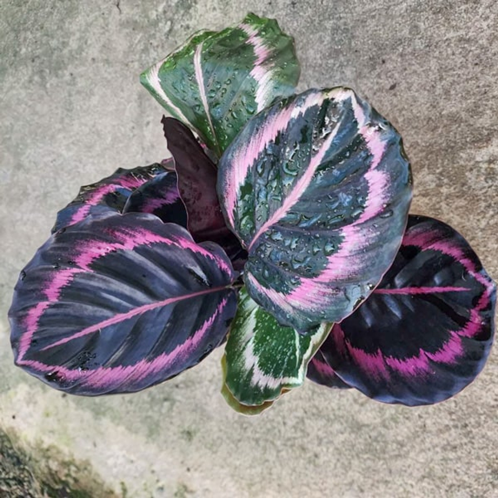 Калатея REGEL MEDALLION RED (#2)