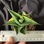 Сансевиерия BLACK PEARL