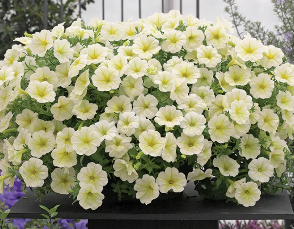 Петуния Опера Лимон Opera Lemon Рассада ОКС конец Марта