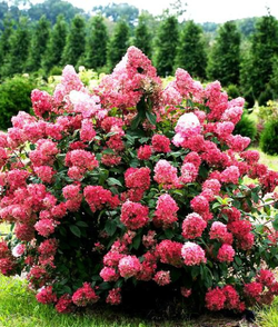 Гортензия метельчатая Даймонд Руж (3/6 веток) Закупка М59 апрель 2026