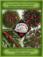 Гипсофила махровая розовая Фламинго