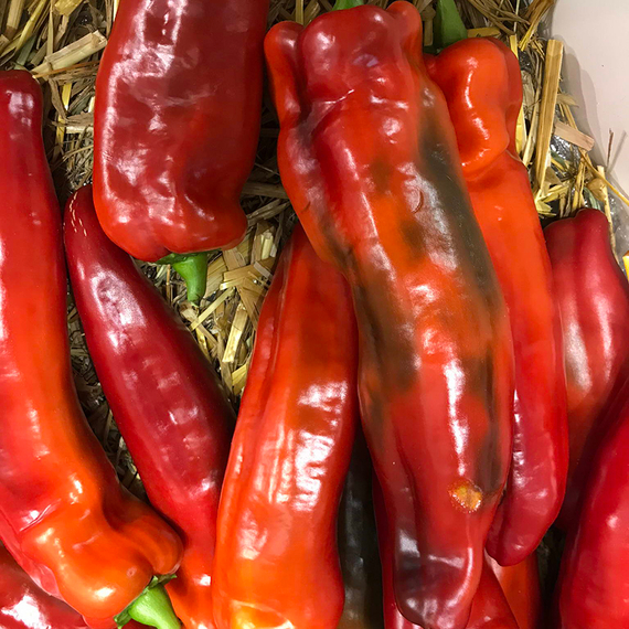 Палермо F1 семена перца сладкого (Rijk Zwaan / Райк Цваан) – фото 4