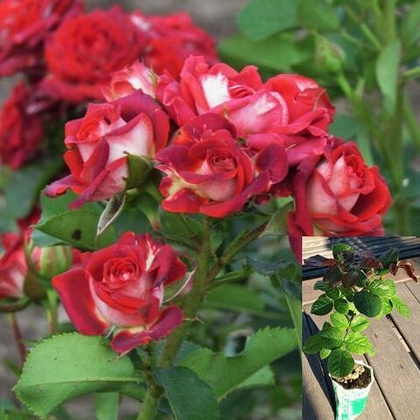 Роза Тирамису спрей, саженец с ЗКС.