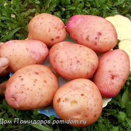 Клубни Картофеля