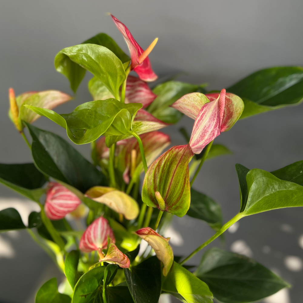 Антуриум Delicata