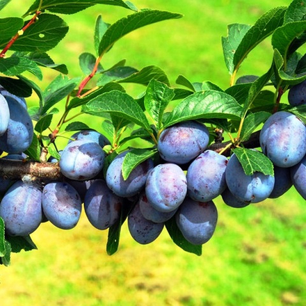 Слива Ренклод Мичуринский