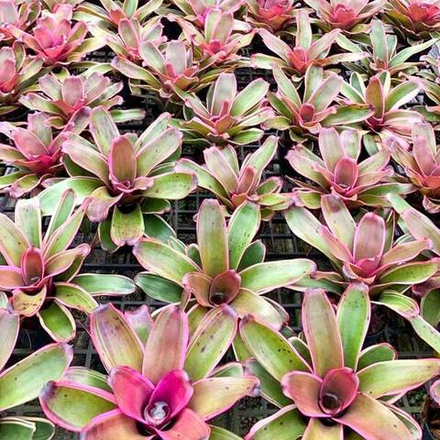 Неорегелия SISTER JANET ALBO