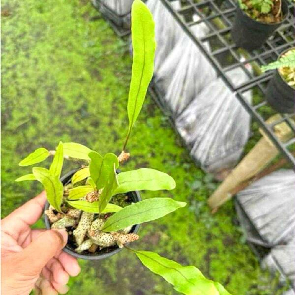 Леканоптерис L.SINUOSA