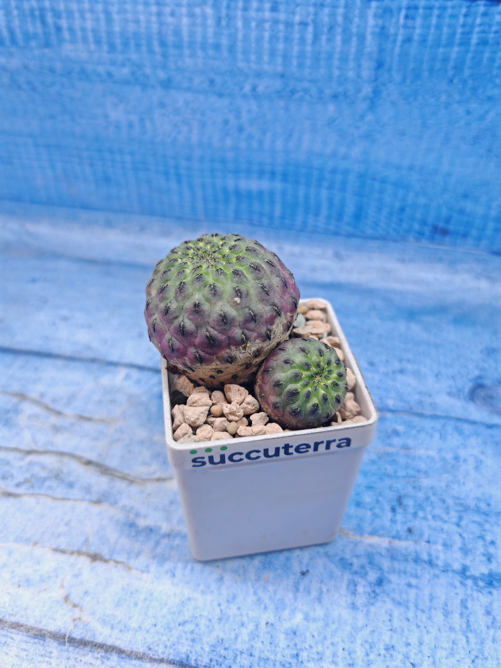Sulcorebutia rauschii (Сулькоребуция)