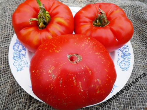Помидоры Фейерверк