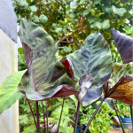 Колоказия MARINA CUP