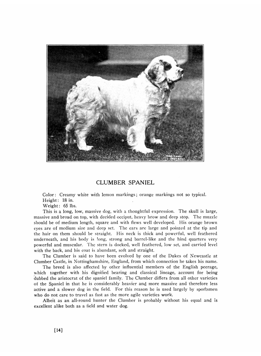 Dogs of all nations | Walter Esplin Mason