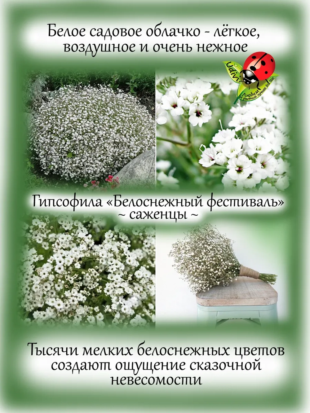 Гипсофила Белоснежный фестиваль Уайт Фестивал не махровая