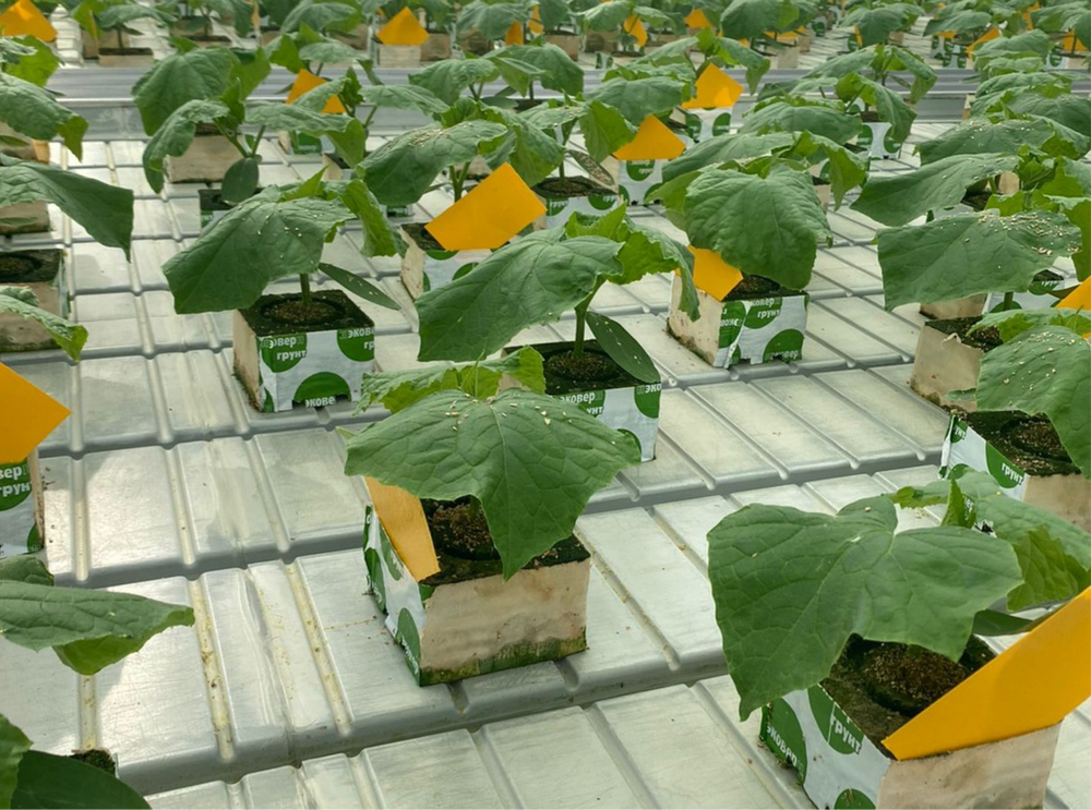 Субстрат 75*75*65мм (Огурец)