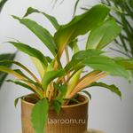 Хлорофитум Грин Оранж 12/40