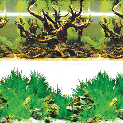 Фон "Таинственный лес/Новое утро", 9098/9030, 500*1000мм, Laguna AQUA