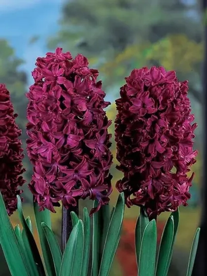 Гиацинт Вудсток