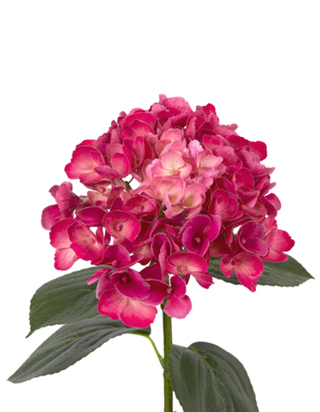 Гортензия крупнолистная на стебле - Темная фуксия