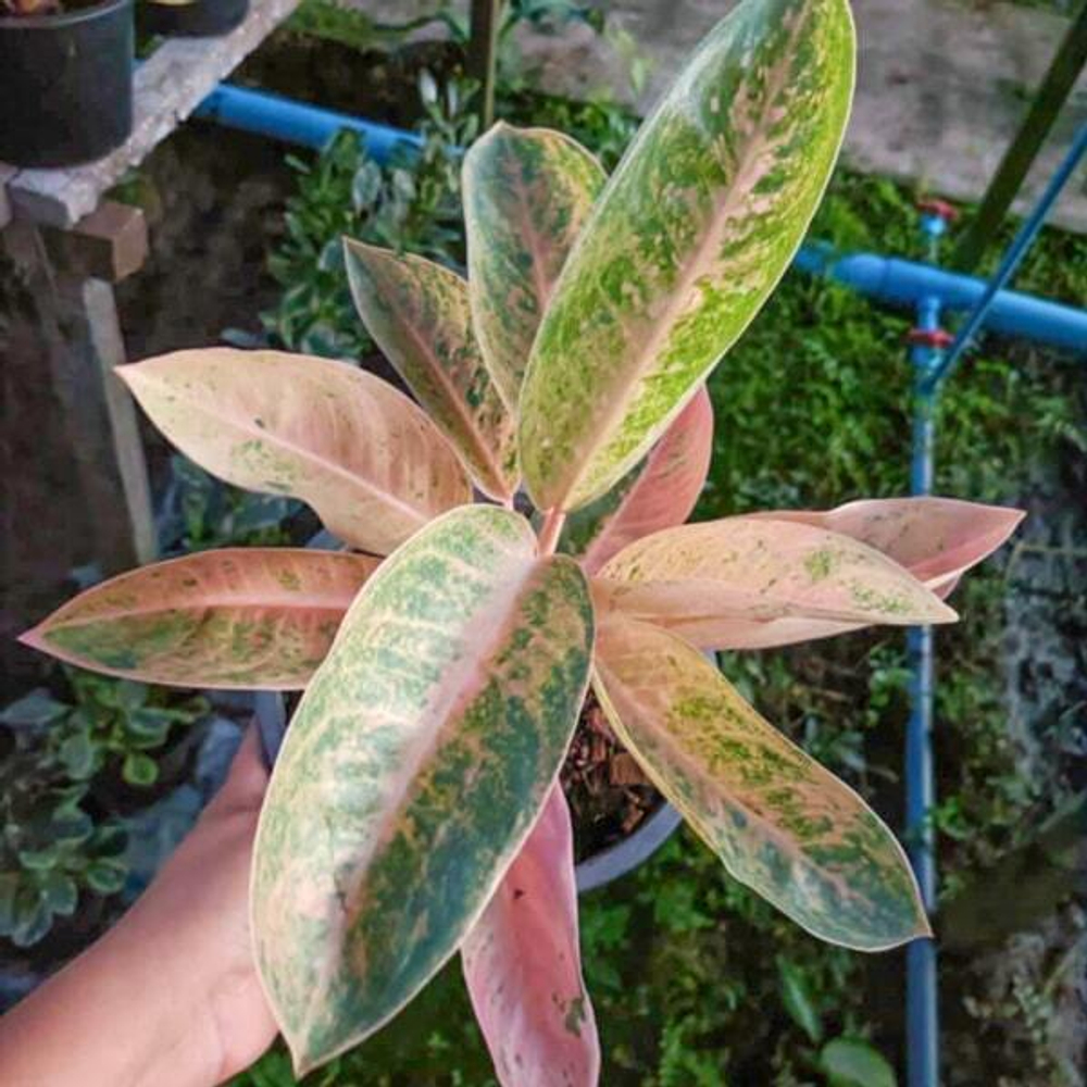 Аглаонема PINK BANANA