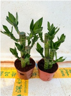 Бамбук Lotus д.9