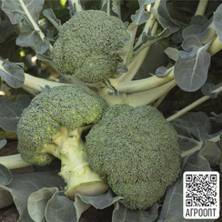 БАТАВИЯ F1 семена капусты брокколи (Bejo | Alexagro)