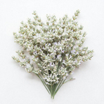 Лаванда узколистная Элеганс Сноу 15шт.