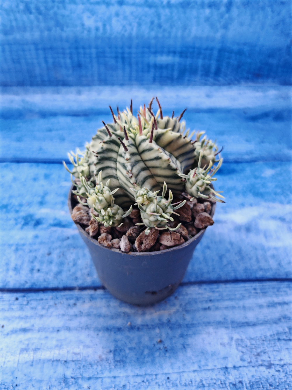 Euphorbia meloformis f. Variegated (Эуфорбия вариегатная)