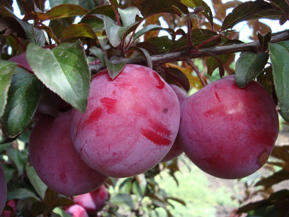 Саженец сливы «Красносельская» (Уральская, Красная, Частично самоплодная)