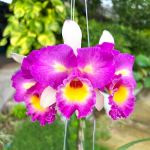 Орхидея ринхолелиокаттлея RLC. THAKSINA CANDY SEXY PINK