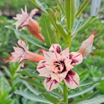 Адениум CITRUS BREEZE