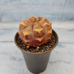 Gymnocalycium Daydream (Гимнокалициум)