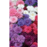 Семена Василек махровый Дружные ребята (УД) Е/П