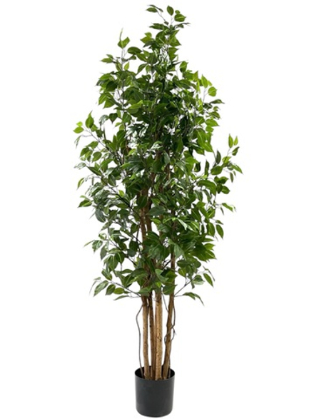 Фикус Бенджамина Новый 180 см.