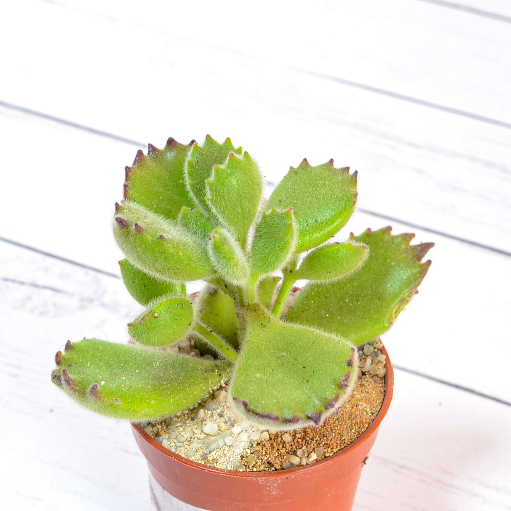 Cotyledon Tomentosa (Котиледон)