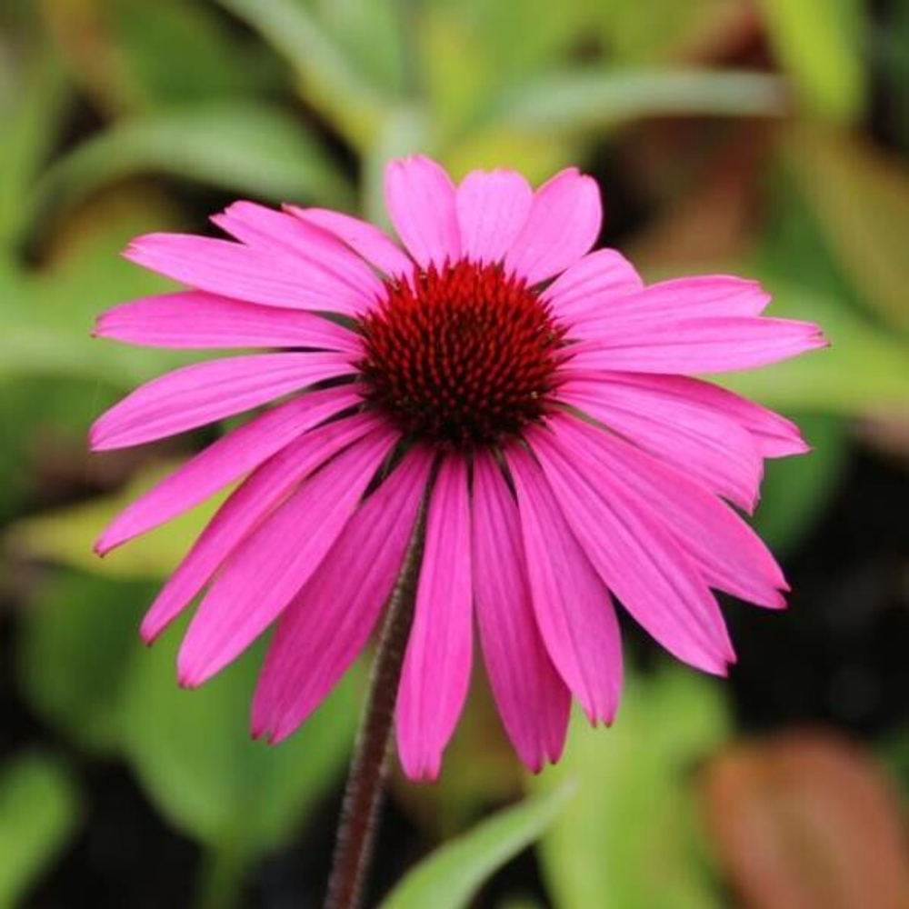 Эхинацея пурпурная Дип Роуз С2 Закупка М39 июнь 2026