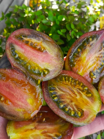 Полосатый Джованни сорт томата