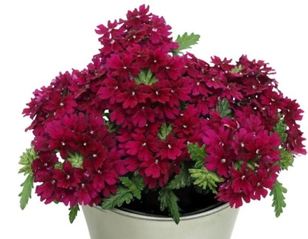 Вербена Drums Blue Purple