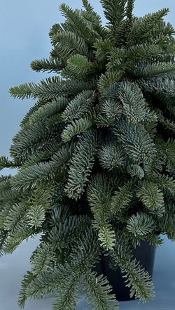 Елка из нобилиса #63