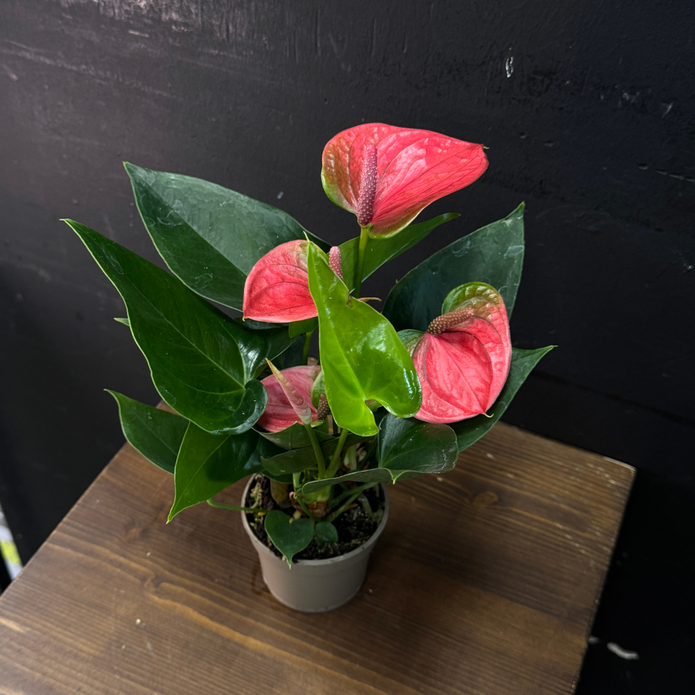 Антуриум мини светло-красный