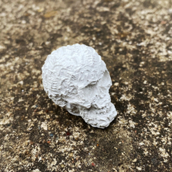 Череп дизайнерский для муравьиной фермы